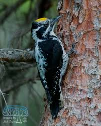 Attēlu rezultāti vaicājumam “Picoides tridactylus”