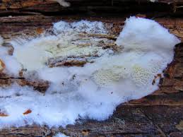 Attēlu rezultāti vaicājumam “Postia rennyi”