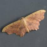 Attēlu rezultāti vaicājumam “Idaea emarginata”