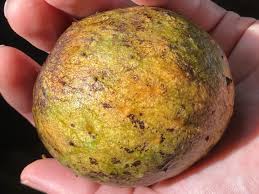 Attēlu rezultāti vaicājumam “Libanotis montana fruit”