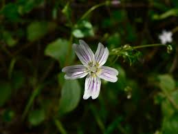 Attēlu rezultāti vaicājumam “Claytonia sibirica flower”