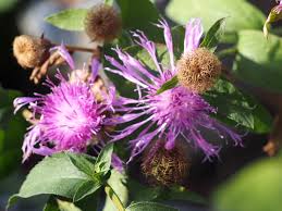 Attēlu rezultāti vaicājumam “Centaurea phrygia”