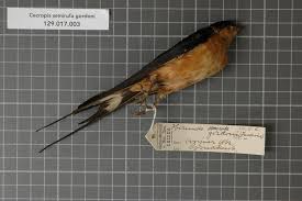 Attēlu rezultāti vaicājumam “Hirundinidae”