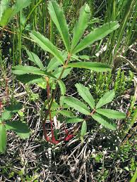 Attēlu rezultāti vaicājumam “Comarum palustre”