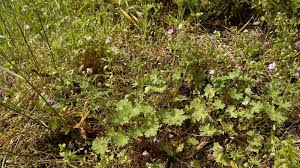 Attēlu rezultāti vaicājumam “Geranium molle leaf”