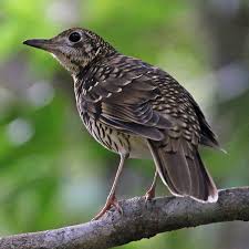 Image result for Zoothera dauma