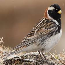 Image result for Calcarius lapponicus