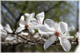 Attēlu rezultāti vaicājumam “Magnolia kobus”