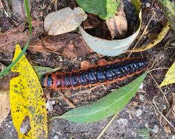 Attēlu rezultāti vaicājumam “Cossus cossus”