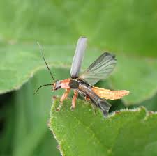 Attēlu rezultāti vaicājumam “Cantharis nigricans”