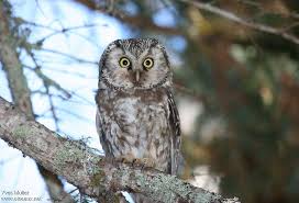 Attēlu rezultāti vaicājumam “Aegolius funereus adult”