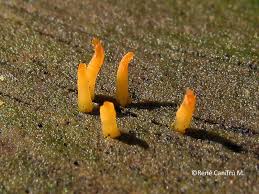 Attēlu rezultāti vaicājumam “Calocera cornea”