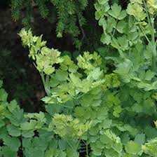 Attēlu rezultāti vaicājumam “Thalictrum flavum leaf”