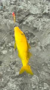 Image result for Parupeneus cyclostomus