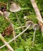 Attēlu rezultāti vaicājumam “Mycena amicta”