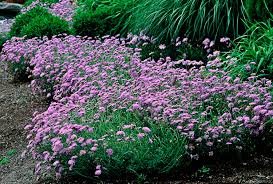 Image result for Scabiosa col.`Butterfly Blue`