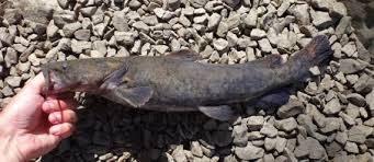 Image result for Pylodictis olivaris