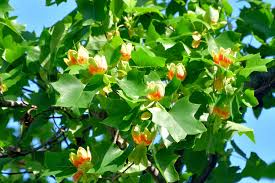 Attēlu rezultāti vaicājumam “Liriodendron tulipifera”