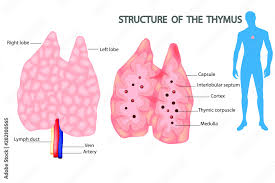 Image result for Thymus