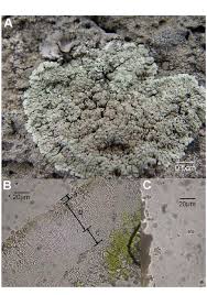 Attēlu rezultāti vaicājumam “Lecanora muralis”