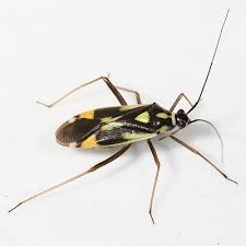 Attēlu rezultāti vaicājumam “Grypocoris sexguttatus”