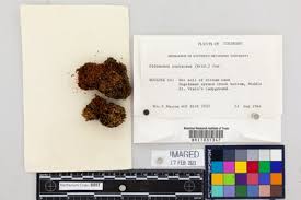 Attēlu rezultāti vaicājumam “Didymodon tophaceus sporophyte”