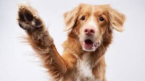 Afbeeldingsresultaat voor honden