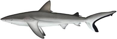 Image result for Carcharhinus amblyrhynchos