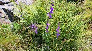 Image result for Campanula rapunculoides
