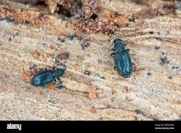 Attēlu rezultāti vaicājumam “Latridiidae”