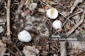 Attēlu rezultāti vaicājumam “Caprimulgus europaeus egg”