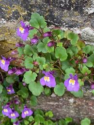 Attēlu rezultāti vaicājumam “Saxifraga cymbalaria flower”