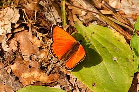 Attēlu rezultāti vaicājumam “Lycaena virgaureae underside”