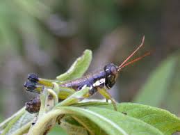 Attēlu rezultāti vaicājumam “Orthoptera”