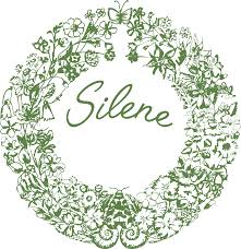 Image result for Helichrysum subulifolium