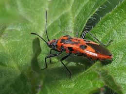 Attēlu rezultāti vaicājumam “Corizus hyoscyami imago”