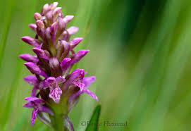 Attēlu rezultāti vaicājumam “Dactylorhiza cruenta flower”