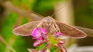 Attēlu rezultāti vaicājumam “Phytometra viridaria”