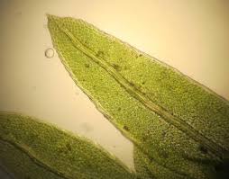 Attēlu rezultāti vaicājumam “Fissidens pusillus”