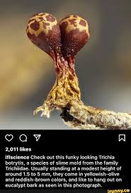 Attēlu rezultāti vaicājumam “Trichia botrytis”