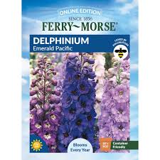 Attēlu rezultāti vaicājumam “Delphinium elatum  bud”