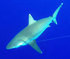 Image result for Carcharhinus albimarginatus