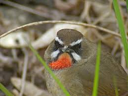 Image result for Luscinia calliope