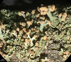 Attēlu rezultāti vaicājumam “Cladonia botrytes”