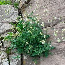 Image result for Silene vulgaris