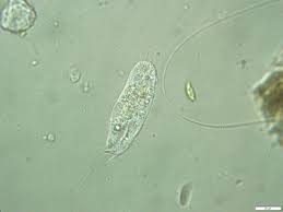 Attēlu rezultāti vaicājumam “Comatricha elegans var. microspora macro”