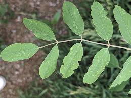 Attēlu rezultāti vaicājumam “Robinia neomexicana fruit”