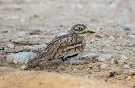 Image result for Burhinus oedicnemus