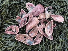 Attēlu rezultāti vaicājumam “Enteridium olivaceum macro”