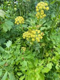 Attēlu rezultāti vaicājumam “Levisticum officinale”